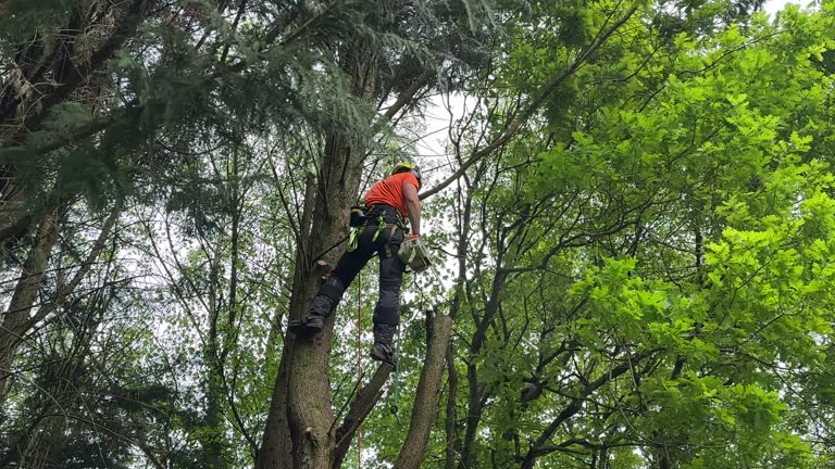 Reliable Citrus Park, FL  Tree Services Solutions